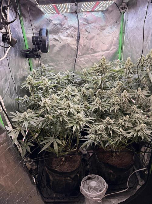 New money 💰  black amber x eye candy. Week 11