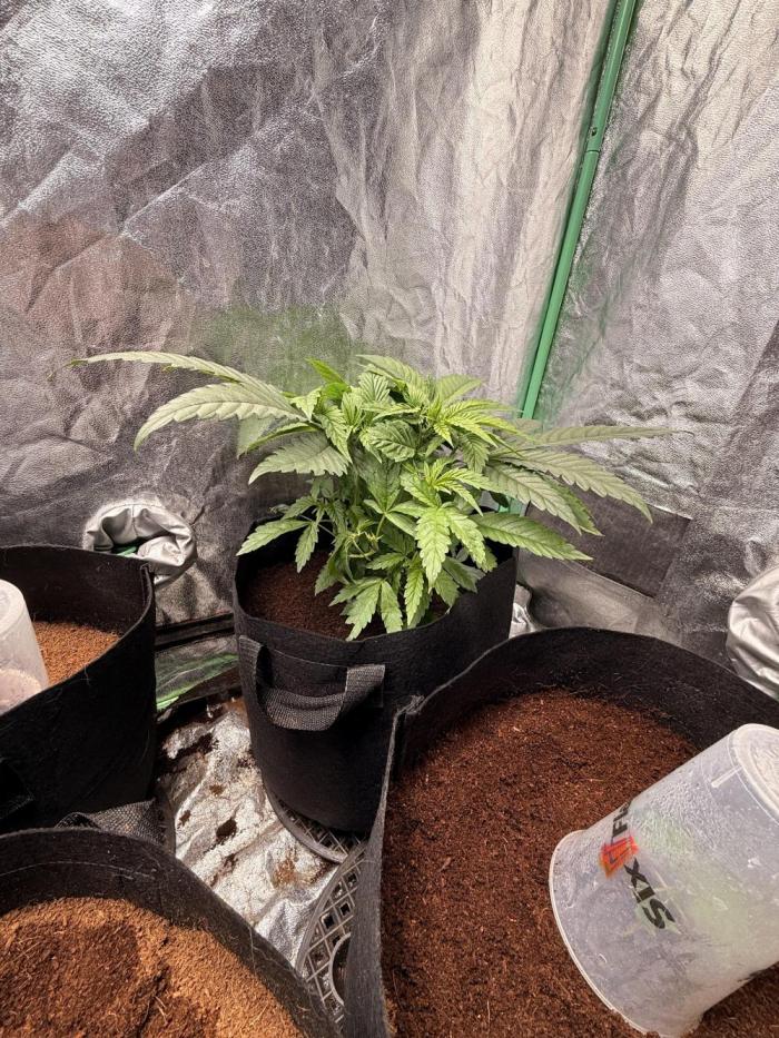 Mimosa. Week 6