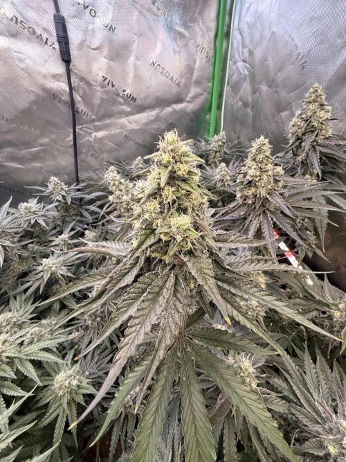 New money 💰  black amber x eye candy. Week 12