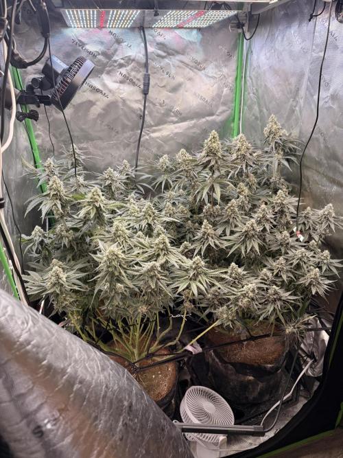 New money 💰  black amber x eye candy. Week 12