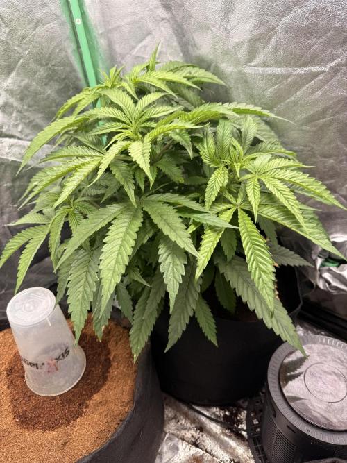 Mimosa. Week 7
