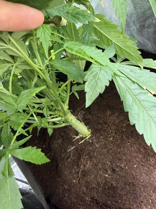 Mimosa. Week 7