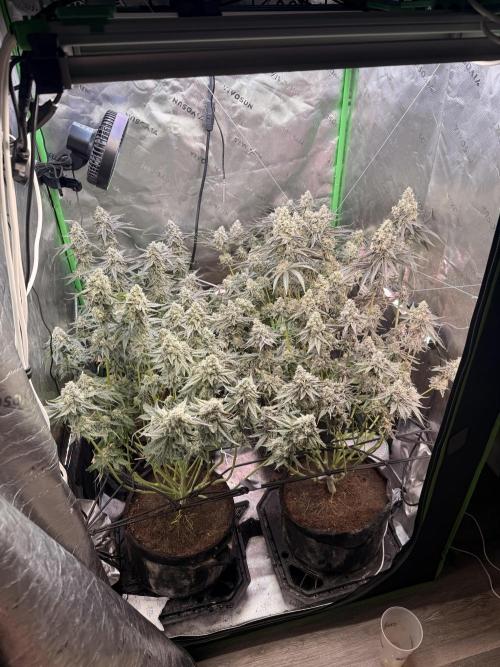 New money 💰  black amber x eye candy. Week 13