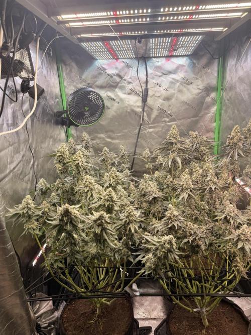 New money 💰  black amber x eye candy. Week 13