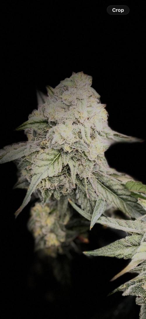 New money 💰  black amber x eye candy. Week 13