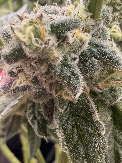New money 💰  black amber x eye candy. Week 13
