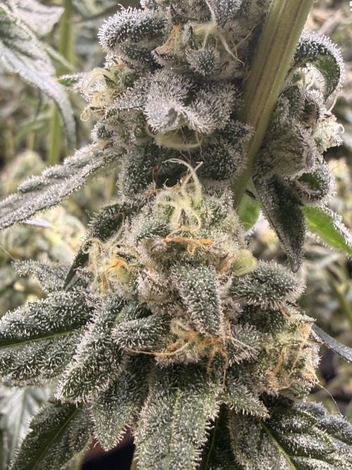 New money 💰  black amber x eye candy. Week 13
