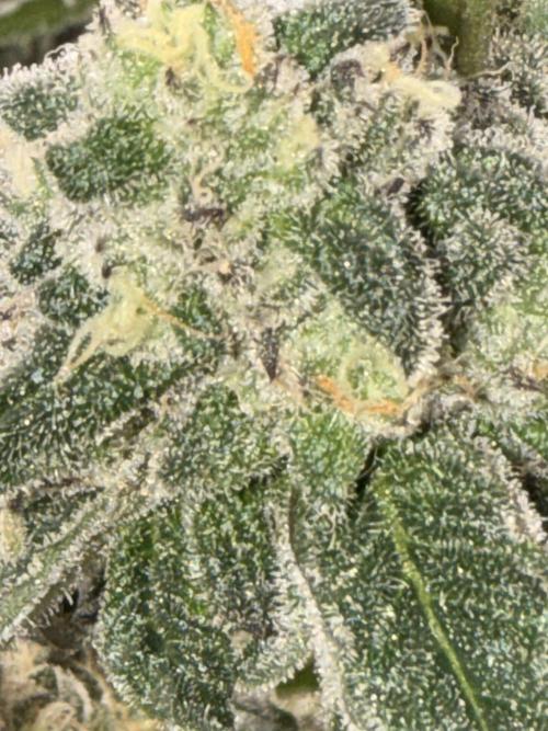 New money 💰  black amber x eye candy. Week 13