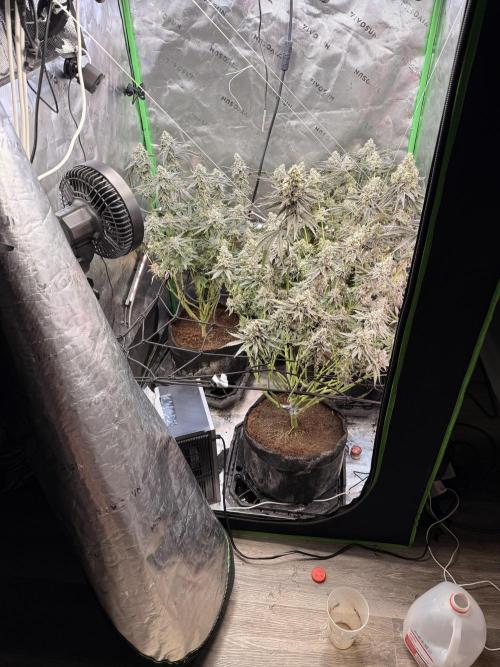 New money 💰  black amber x eye candy. Week 13