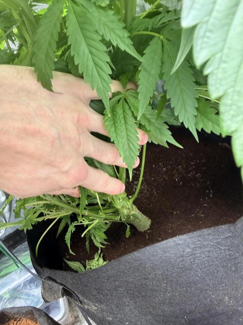 Mimosa. Week 8