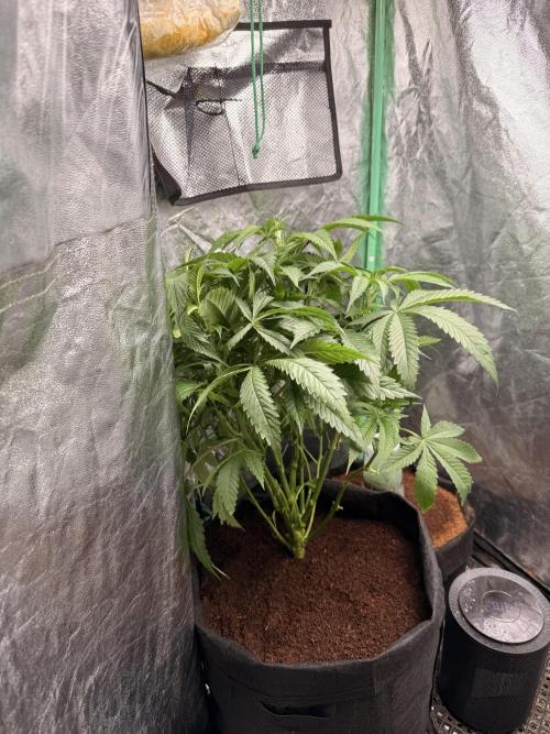 Mimosa. Week 8