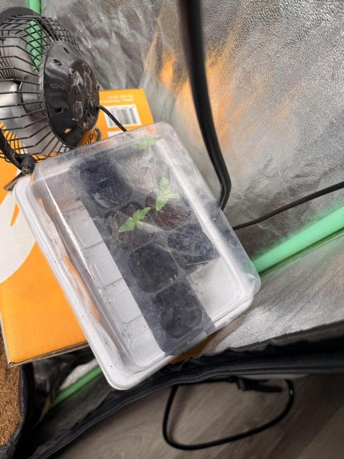 Rubicite. Week 1