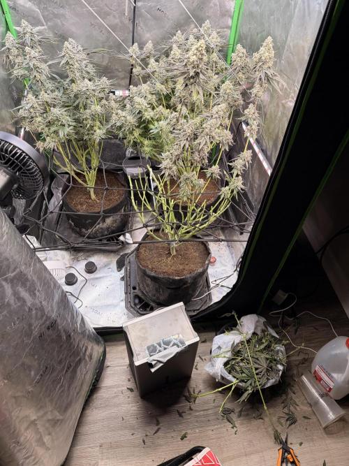 New money 💰  black amber x eye candy. Week 14