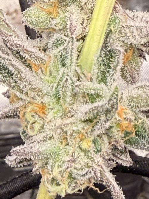 New money 💰  black amber x eye candy. Week 14