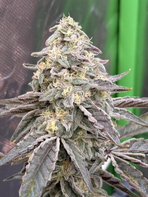 New money 💰  black amber x eye candy. Week 14