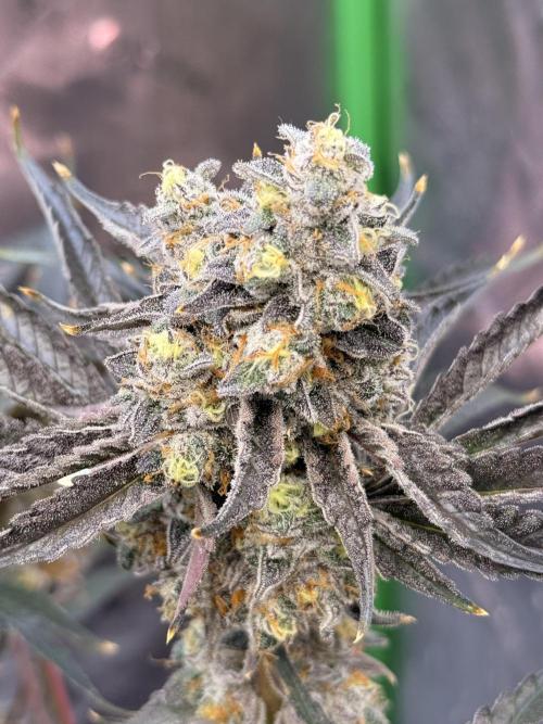 New money 💰  black amber x eye candy. Week 14