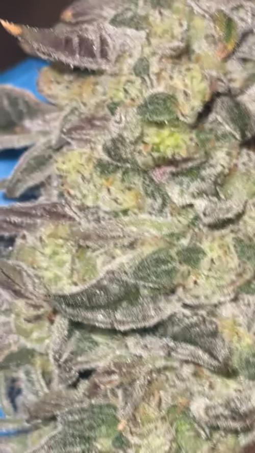 New money 💰 black amber x eye candy