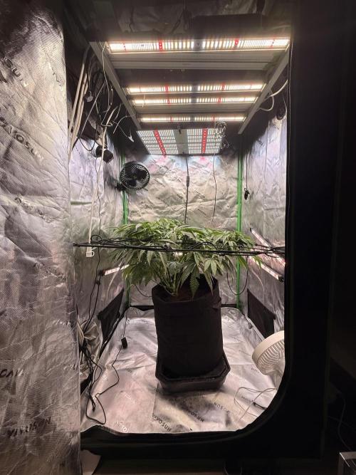 Mimosa. Week 9