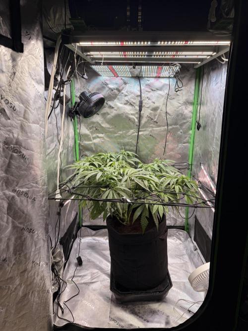 Dirty Mimosa. Week 9