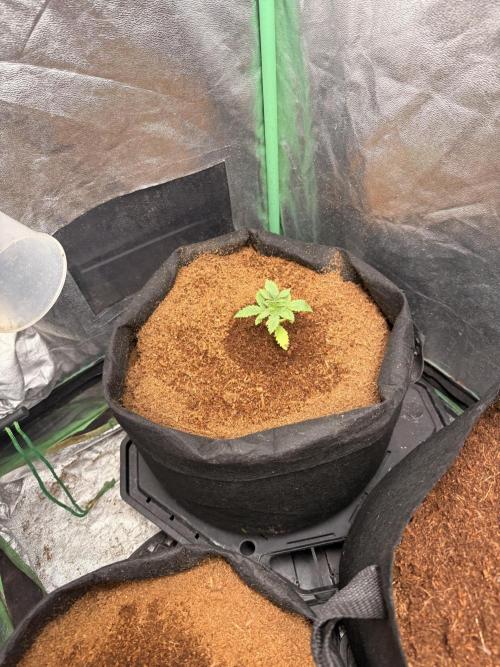 Rubicite. Week 2