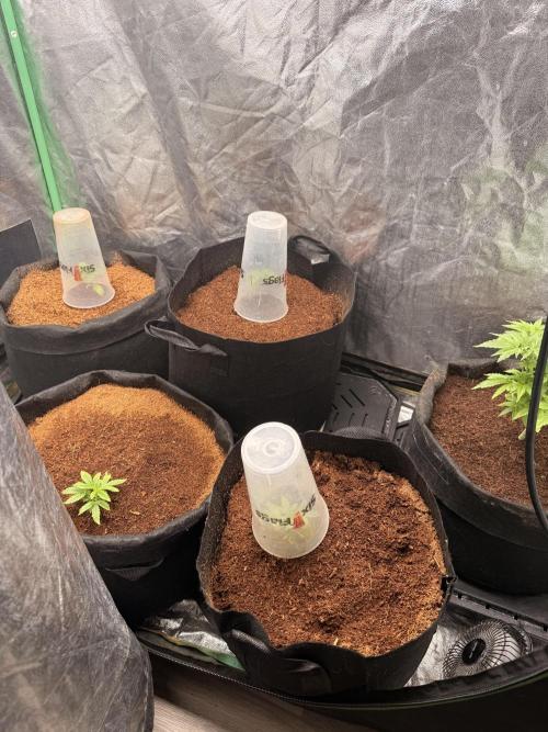 Rubicite. Week 2
