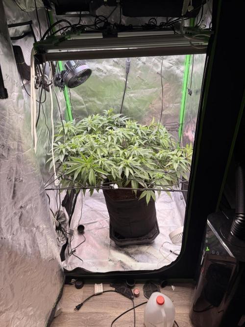 Mimosa. Week 10