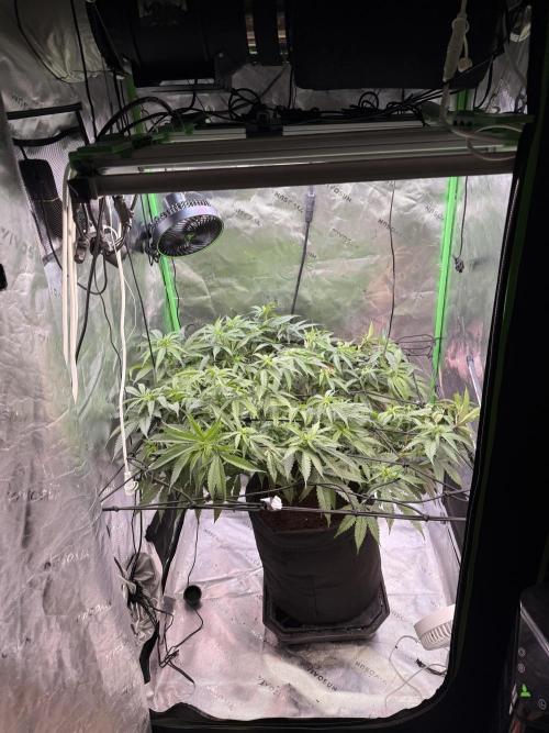 Mimosa. Week 10