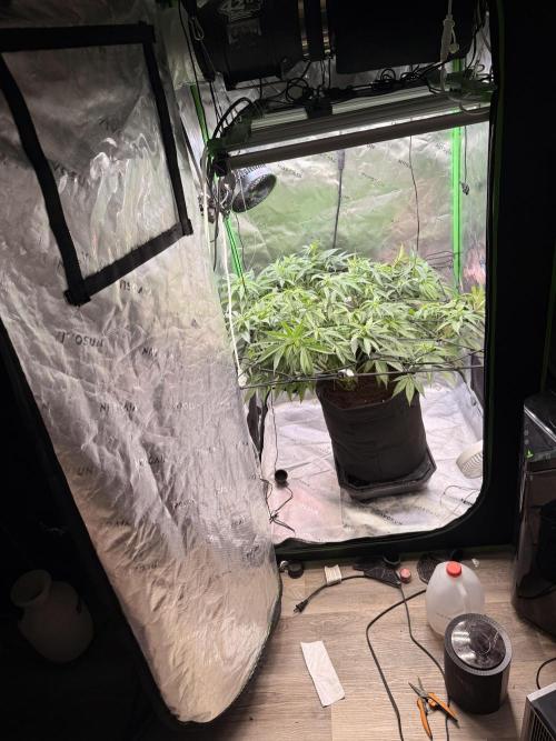 Mimosa. Week 10