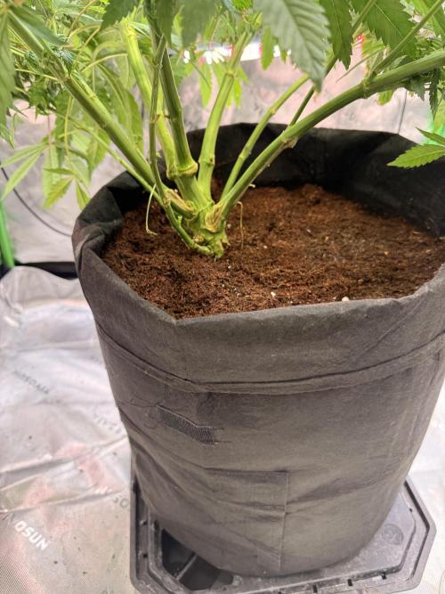Mimosa. Week 10