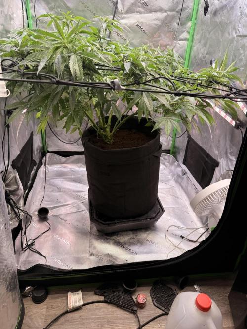 Dirty Mimosa. Week 10