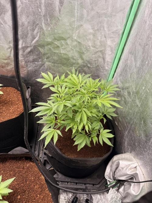Rainbow guave. Week 9