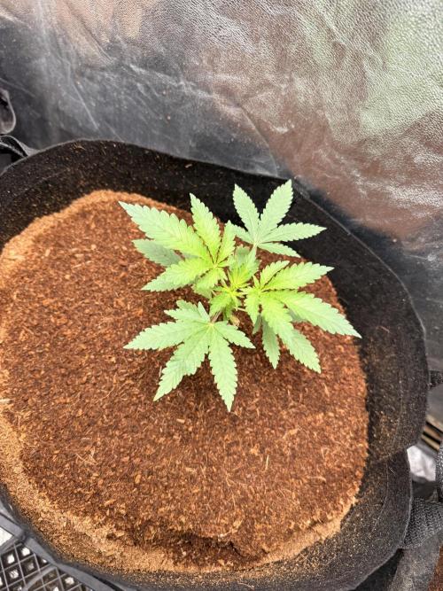 Rubicite. Week 3