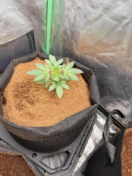 Rubicite. Week 3