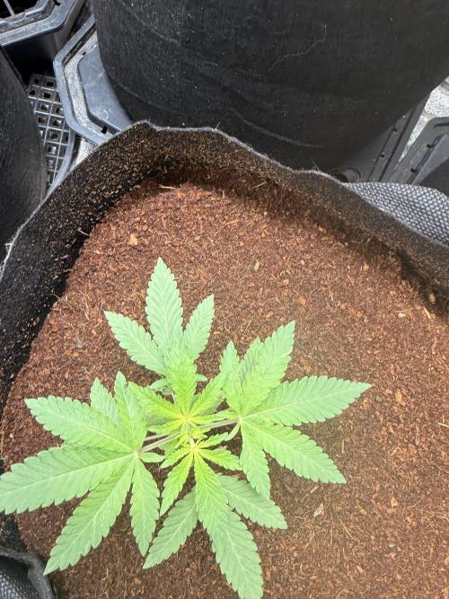 Rubicite. Week 3