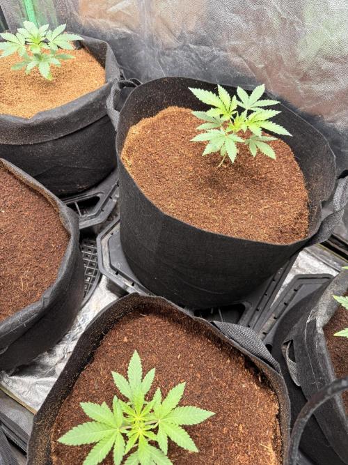 Rubicite. Week 3