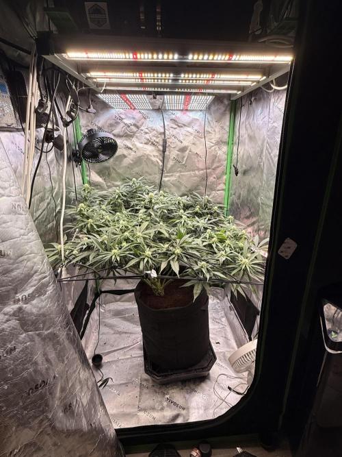 Mimosa. Week 11