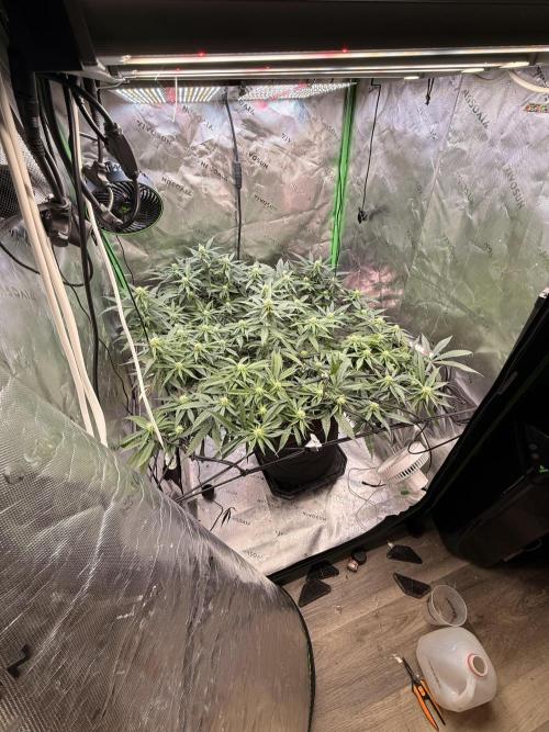 Dirty Mimosa. Week 11
