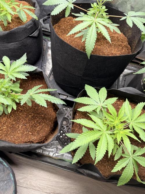 Rubicite. Week 4