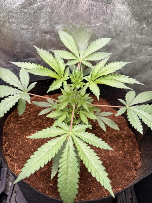 Rubicite. Week 4