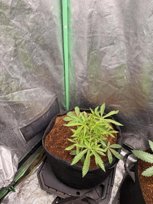 Rainbow guave. Week 10