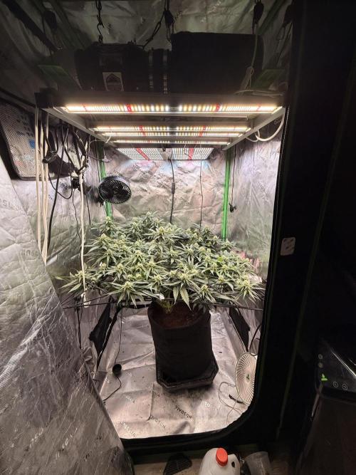 Mimosa. Week 12