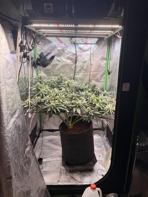 Mimosa. Week 12