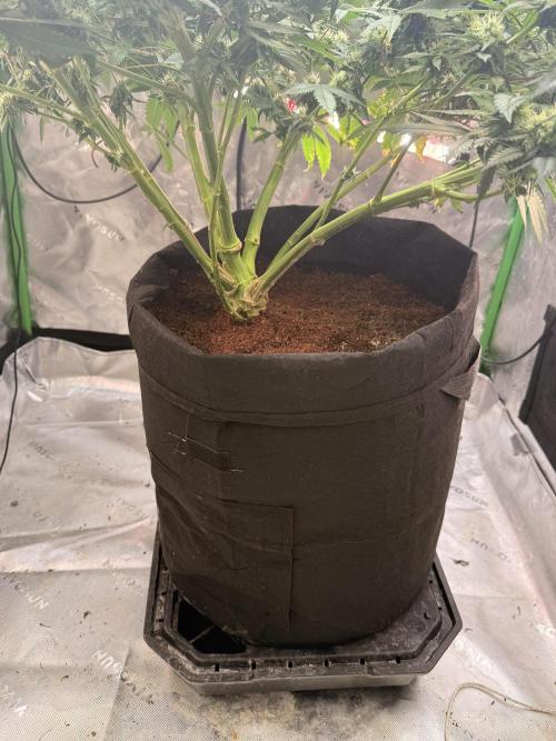 Mimosa. Week 12