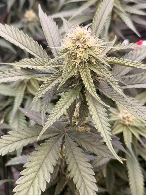 Dirty Mimosa. Week 12