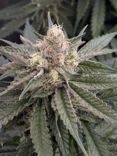 Mimosa. Week 13