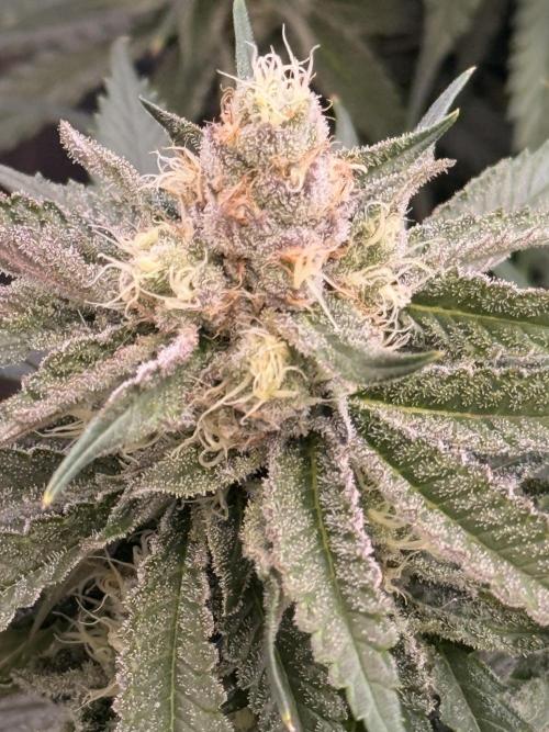 Mimosa. Week 13