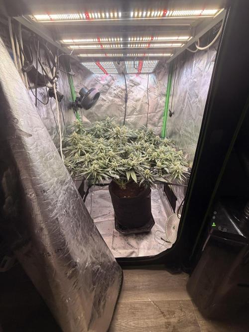 Mimosa. Week 13