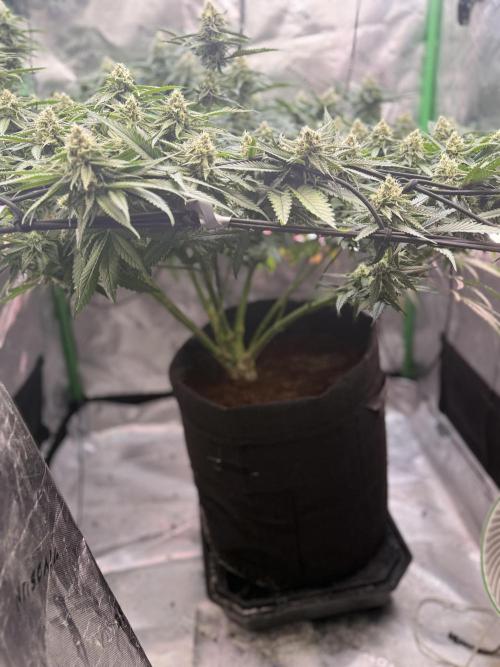 Dirty Mimosa. Week 13
