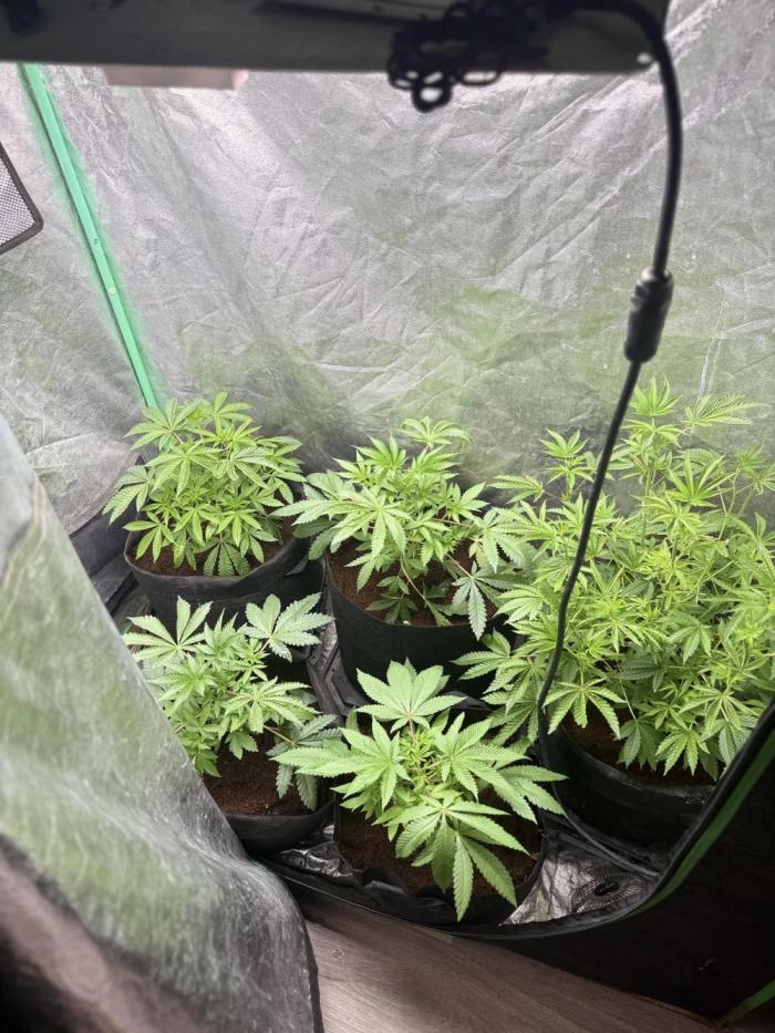 Rubicite. Week 5