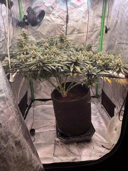 Mimosa. Week 14